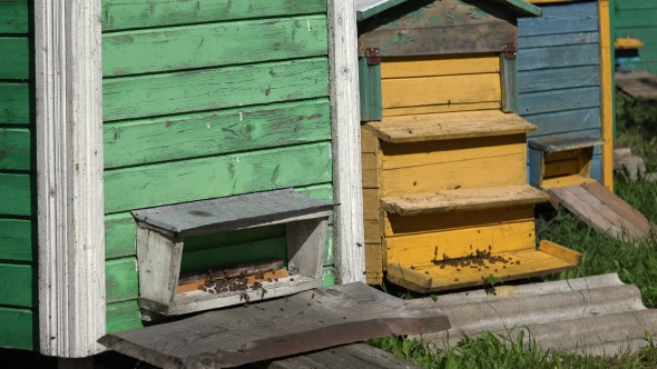 Swarm Of Bees Insect Fly To Colorful Beehive In Beekeeper Farm. 