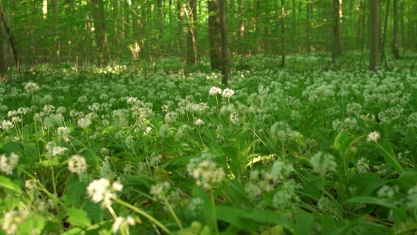 Wild Flower And Grass In The Forest alt