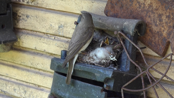 Spotted Flycatcher Bird Feed His Fledglings Brood Chicks In Nest. 