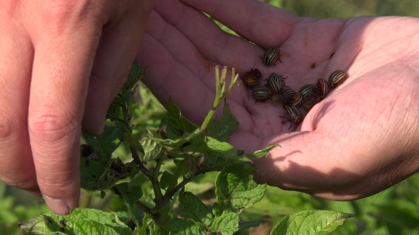 Farmer Hand Pick Colorado Beetles Bugs Parasite Insect From Potato Plants To Palm. . 