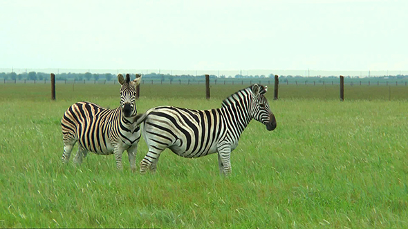 Two Zebras on the Prairie on a Green Grass