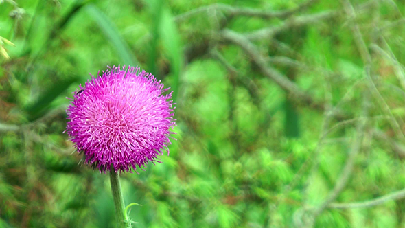 Thistle Flower Among the Grass