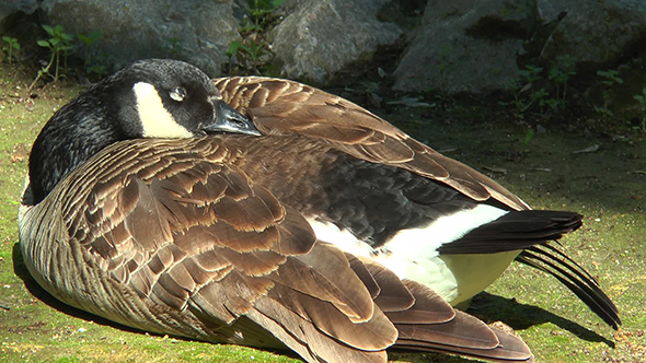 Wild Goose Hiding Beak Under a Wing He Falls Asleep
