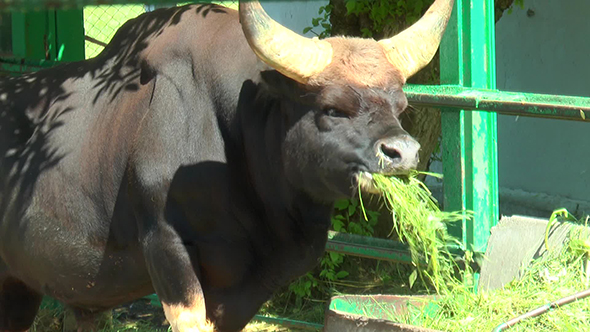 Bull Gayal in the Paddock Eating Grass From the Trough
