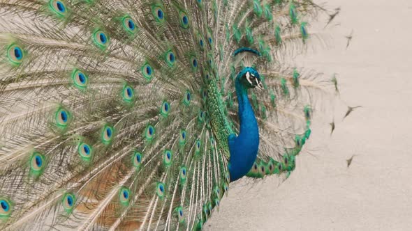 The peacock flaunts its open tail. The pheasant turns around. Peacock in all its Glory. alt
