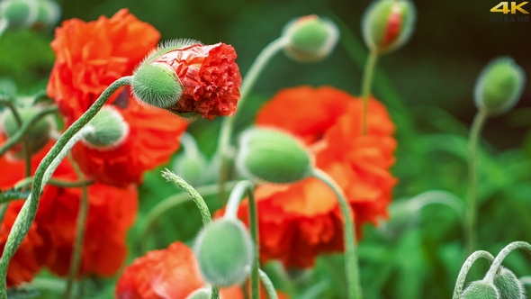 Focus on Bud of Decorative Red Poppy Flower in Spring Day alt