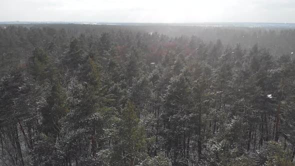 Flight Over the Forest