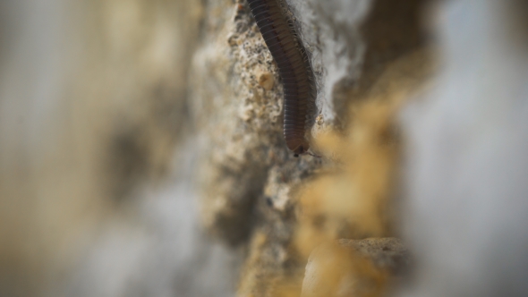 Abomination And Fear Of Insects. Millipede Crawling On a Stone alt