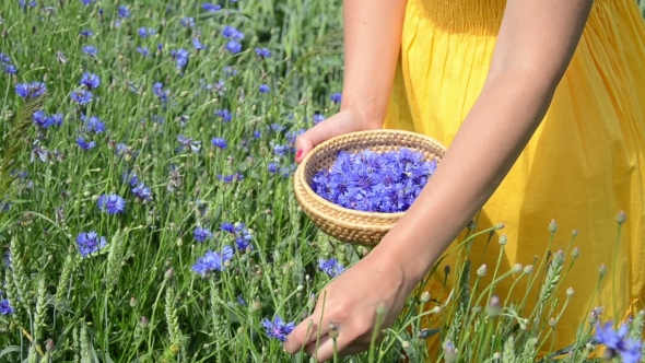 Woman With Yellow Dress Gather Cornflower In Little Plate