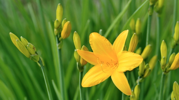 Color Heliar Flower alt