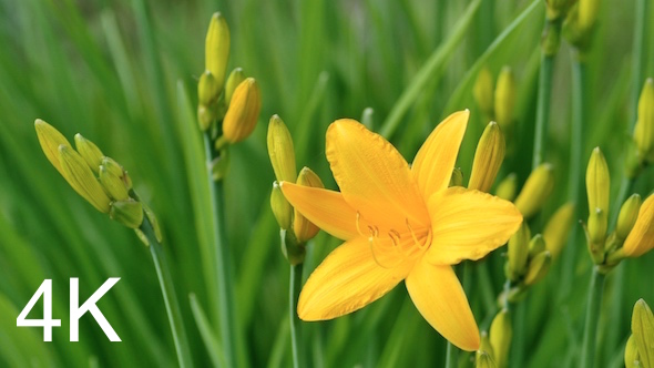 Color Heliar Flower alt