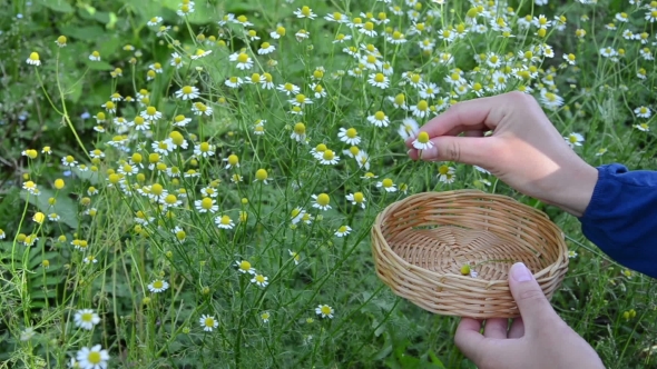 Girl Hand Pick Chamomile Herb Flower Bloom To Wicker Dish