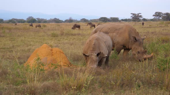 Two white rhinos eating grass alt