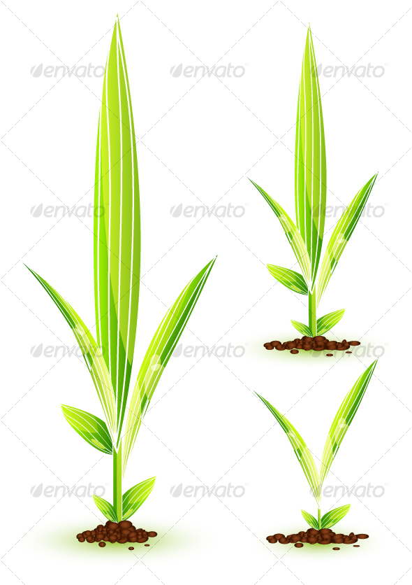 Young plant - Flowers & Plants Nature