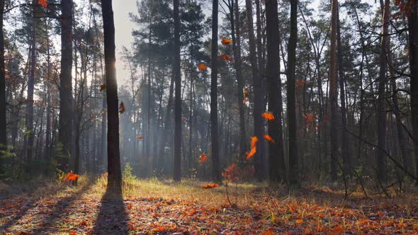 Autumn Orange Leaves Slowly Fall From Trees To the Ground. Gorgeous Sunny Morning in the Autumn alt