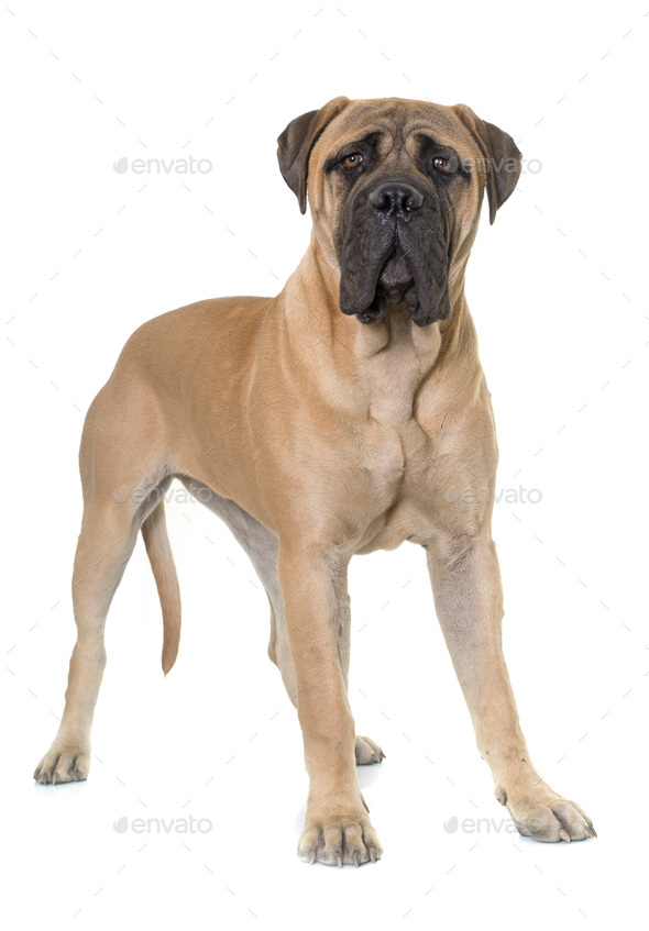 mastiff cena