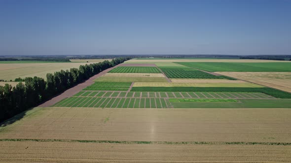 Flying Over a Field of Wheat alt