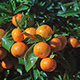 Tangerines on a Tangerine Tree - VideoHive Item for Sale