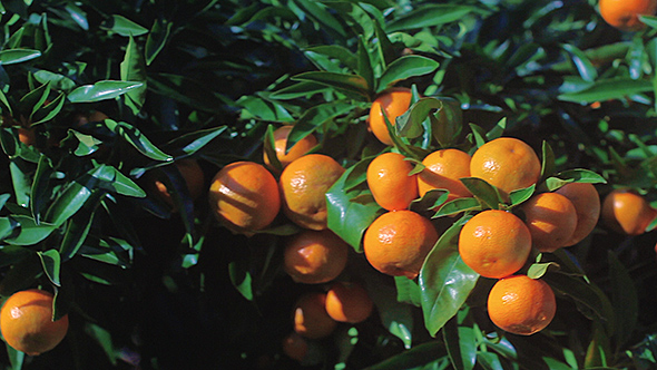 Tangerines on a Tangerine Tree