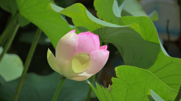 Lotus Flower