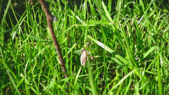 May-bug Beetle In Grass alt