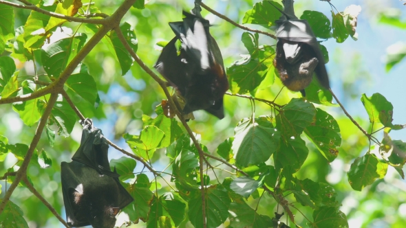 Flying Fox Hangs On a Tree Branch And Washes alt
