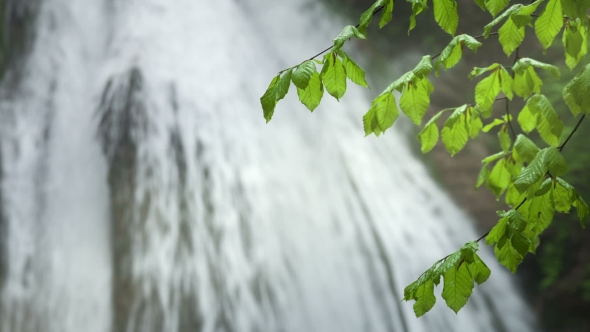 Green Leaves On a Background Of a Waterfall alt
