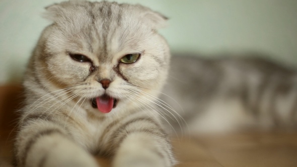 Funny Cat with His Tongue Hanging Out alt