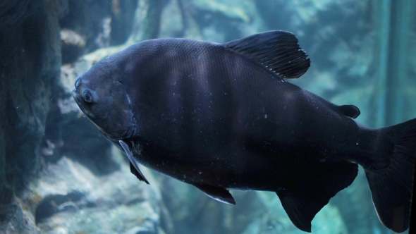 black freshwater fish