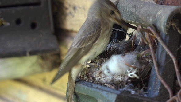 Couple Of Bird Parents Feed Brood With Wasp And Bee Insects In Nest