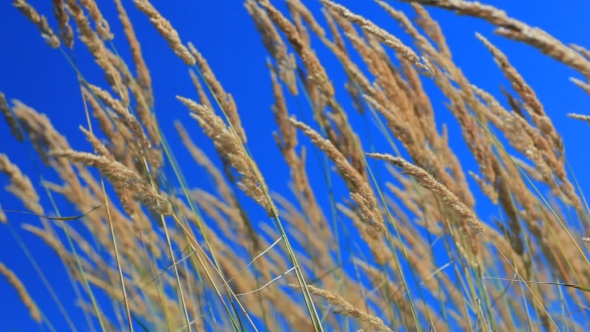 Native Grass Spikelets Flapping On The Wind In Front Of Blue Sky