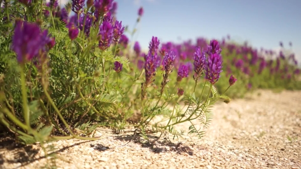 Purple Flowers Swaying In The Wind