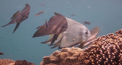 Komodo Dragon Images