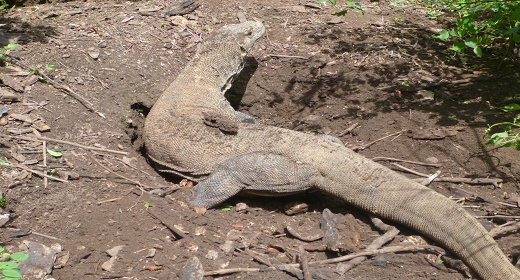 Komodo Dragon pictures