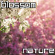 Blossom - VideoHive Item for Sale