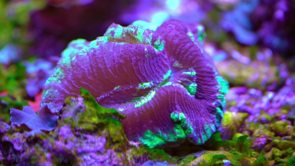 Exotic Marine Coral alt