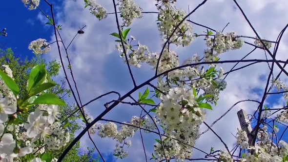 Flight Of The Bumblebee Collecting Nectar alt