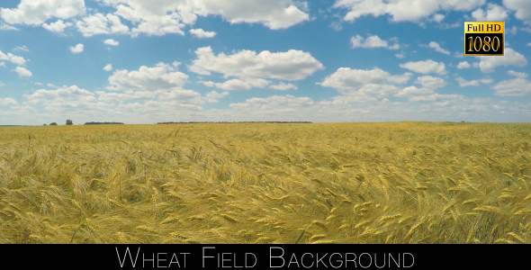 Wheat Field Background alt