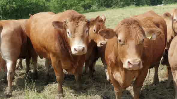 A Herd of Brown Cows on the Meadow