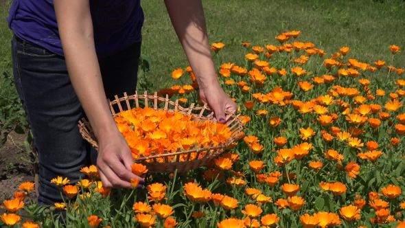 Gardener Girl Hands Gather Marigold Herb Flower Bloom To Wicker Basket. 