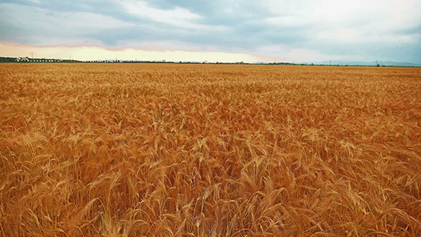 Flying Over A Field Of Wheat