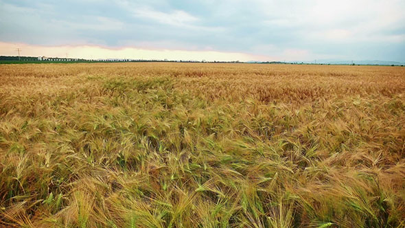Flying Over A Field Of Wheat alt