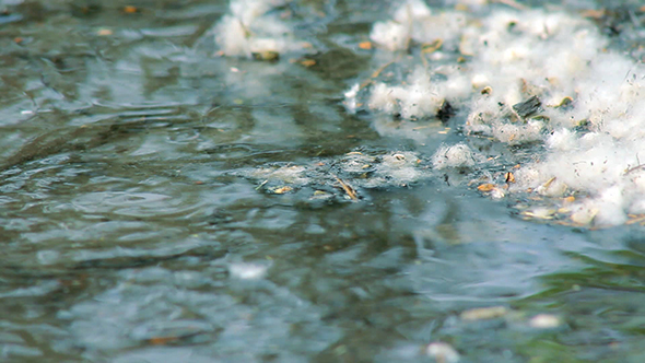 Flying Poplar Fluff