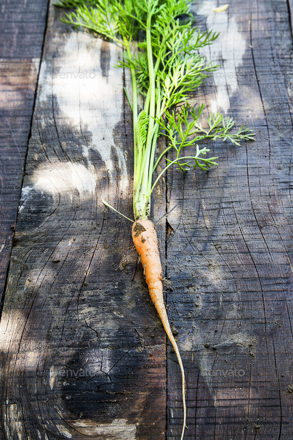 Organic carrot freshly picked from garden