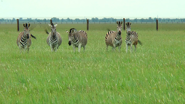 Family of Zebras in the Spring Steppe