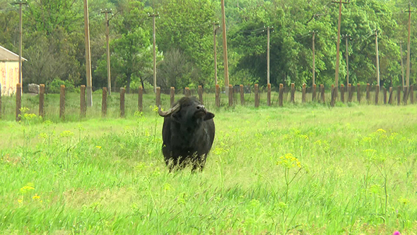Black Bull in the Wilderness Near the Farm