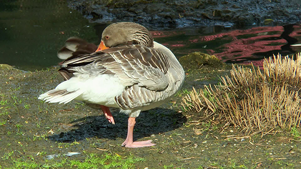 Goose Standing on One Leg Near a Creek and Cleans Its Feathers