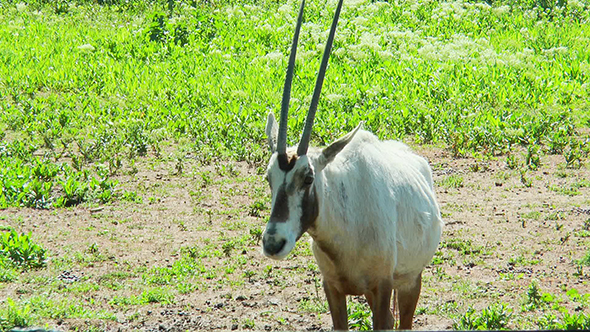 Arabian Oryx Looks Towards the Camera