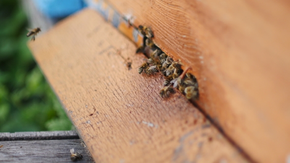 Honey Bees Swarming And Flying Around Their Beehive alt