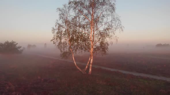 Panning up from ground level an aerial view of a birch tree revealing the wider early morning misty alt